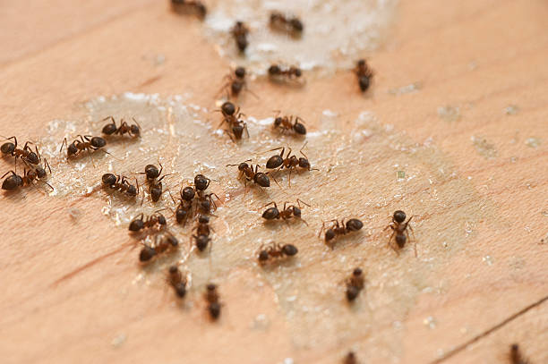 Best Local Pest Control Services  in St Joseph, IL