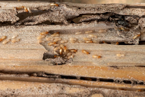 Best Flea Control Services  in St Joseph, IL